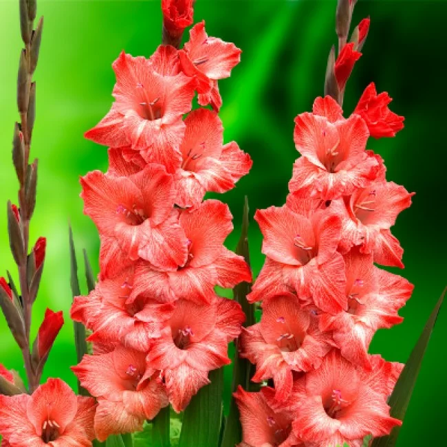 Гладиолус гибридный Berlusconi Гладиолус гибридный Berlusconi