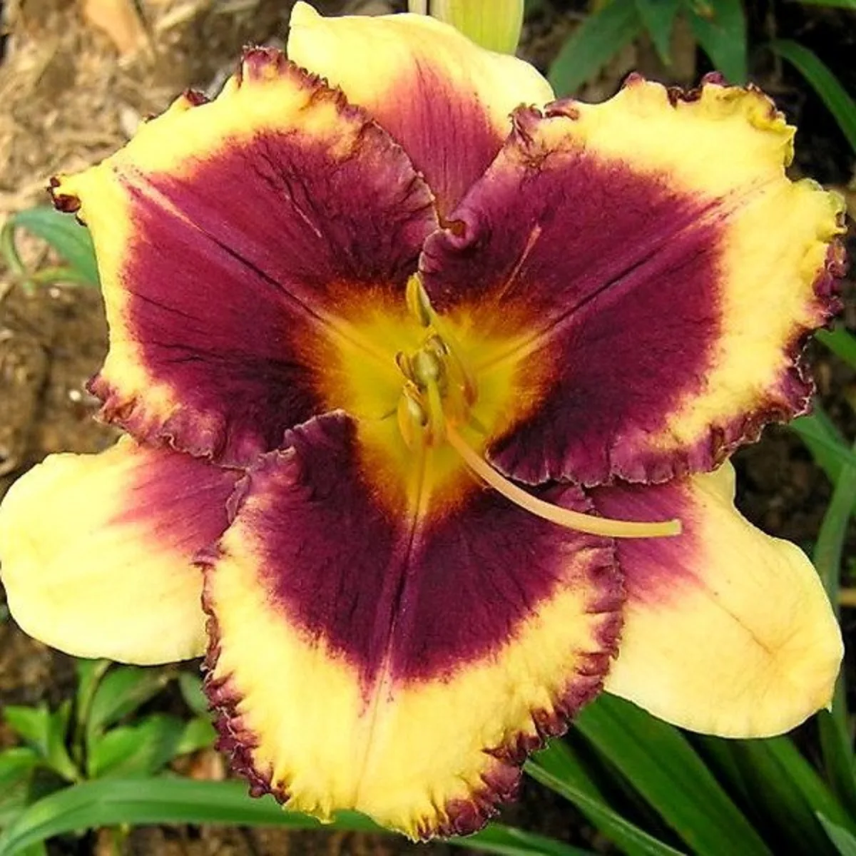 Лилейник гибридный Eye on america Лилейник гибридный Eye on america