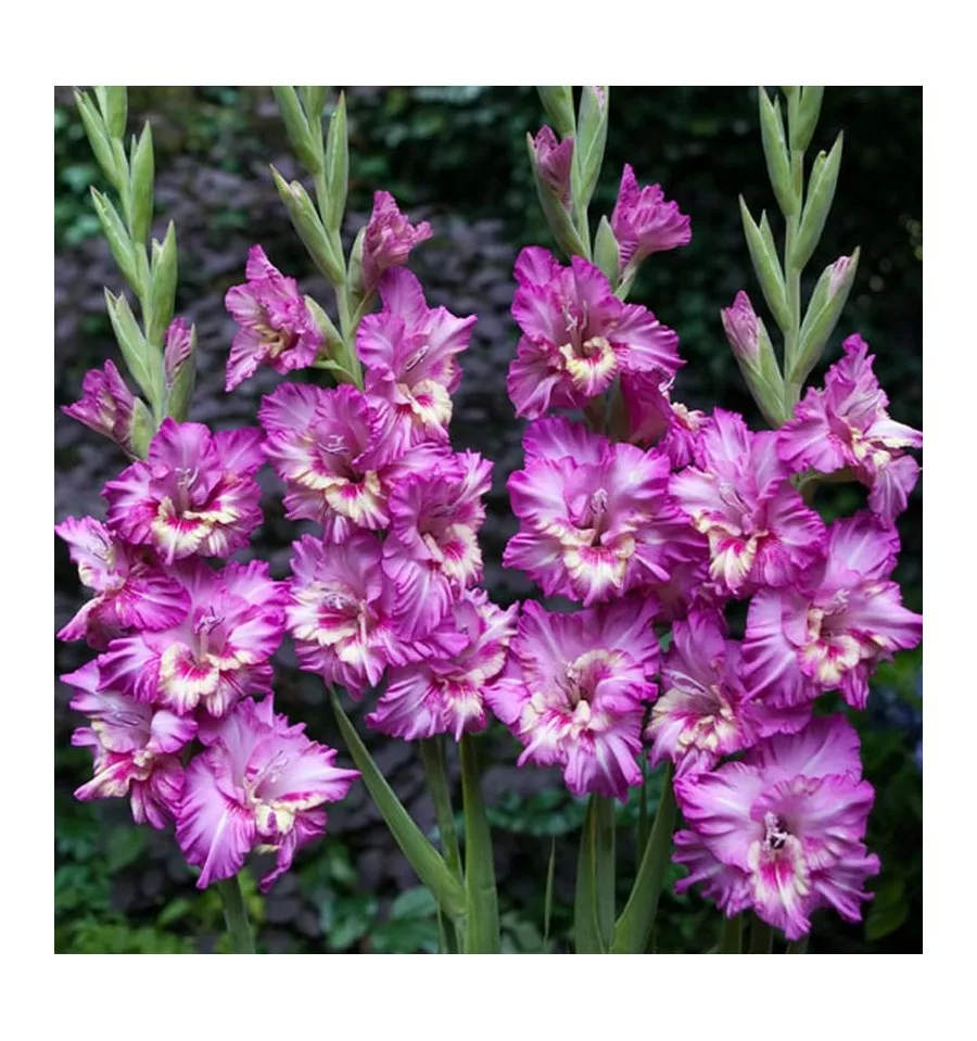 Гладиолус гибридный Tango Гладиолус гибридный Tango