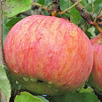 Яблоня Осеннее полосатое