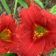 Лилейник гибридный Силоам Ред Той Лилейник гибридный Силоам Ред Той