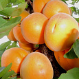 Абрикос обыкновенный Любительский