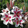 Лилия ОТ-гибрид Гаучо Лилия ОТ-гибрид Гаучо