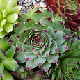 Молодило кровельное Calcareum