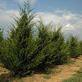 Можжевельник виргинский Canaertii