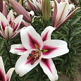 Лилия ОТ-гибрид Гаучо Лилия ОТ-гибрид Гаучо