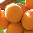 Абрикос обыкновенный Триумф Северный
