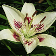 Лилия азиатская Центерфолд Лилия азиатская Центерфолд