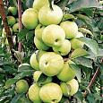 Яблоня колоновидная Гирлянда Яблоня колоновидная Гирлянда