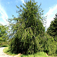 Ель Cranstonii Ель Cranstonii