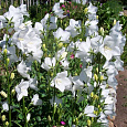 Колокольчик (Кампанула) персиколистный Takion White Колокольчик (Кампанула) персиколистный Takion White
