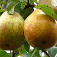 Груша обыкновенная Духмяная Груша обыкновенная Духмяная