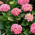 Гортензия крупнолистовая Фриденштейн Гортензия крупнолистовая Фриденштейн