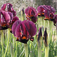 Ирис карликовый Дарк Овер Ирис карликовый Дарк Овер