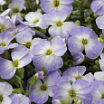 Аубриета (Обриета) изящная Blue Blush Bicolor Аубриета (Обриета) изящная Blue Blush Bicolor