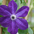 Клематис (Ломонос) гибридный Night Veil Клематис (Ломонос) гибридный Night Veil
