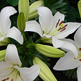 Лилия ЛА-гибрид Арахон