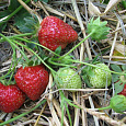 Земляника садовая Эльвира