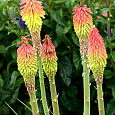Книфофия (Тритома)  Fire Dance