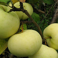 Яблоня Феникс алтайский Яблоня Феникс алтайский