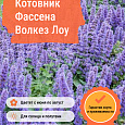 Котовник Фассена Волкез Лоу Котовник Фассена Волкез Лоу