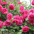 Роза плетистая Клайминг Парад Роза плетистая Клайминг Парад