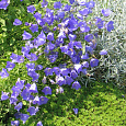 Колокольчик (Кампанула) карпатский Blaue Clips Колокольчик (Кампанула) карпатский Blaue Clips