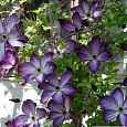 Клематис (Ломонос) гибридный Night Veil Клематис (Ломонос) гибридный Night Veil