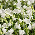 Колокольчик (Кампанула) Ложечницелистный Bavaria White Колокольчик (Кампанула) Ложечницелистный Bavaria White