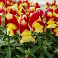 Львиный зев Снаптини Микс Львиный зев Снаптини Микс