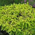 Ель Vermont Gold Ель Vermont Gold