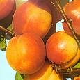 Абрикос обыкновенный Триумф Северный