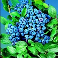 Голубика высокорослая Блюкроп
