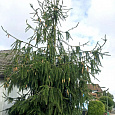 Ель Cranstonii Ель Cranstonii