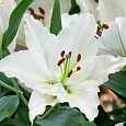 Лилия восточная Монселла