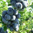 Голубика высокорослая Денис Блю
