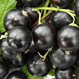 Смородина черная Катюша Смородина черная Катюша