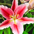 Лилия восточная горшечная Старлайт Экспресс Лилия восточная горшечная Старлайт Экспресс