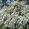 Спирея ниппонская Вайт Карпет