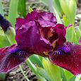 Ирис карликовый Черри Гарден