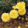 Роза миниатюрная Голден Мейландина