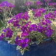 Аубриета (Обриета) гибридная Doctor Mules Variegated Аубриета (Обриета) гибридная Doctor Mules Variegated
