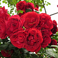 Роза плетистая Симпати Роза плетистая Симпати