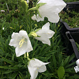 Колокольчик (Кампанула) персиколистный Takion White Колокольчик (Кампанула) персиколистный Takion White