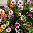 Хризантема килеватая Смесь окрасок Хризантема килеватая Смесь окрасок