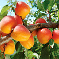 Абрикос обыкновенный Триумф Северный