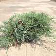 Можжевельник горизонтальный Glacier Можжевельник горизонтальный Glacier