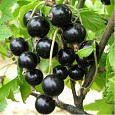 Смородина черная Черный Аист