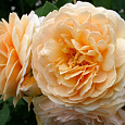 Роза Английская кустовая English Garden