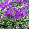 Аубриета (Обриета) гибридная Doctor Mules Variegated Аубриета (Обриета) гибридная Doctor Mules Variegated